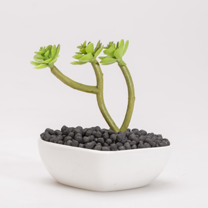 Đất trồng, chất nền, phân bón, bùn, đất trồng thủy sinh Yee Wholesale cho bể cá, cây thủy sinh, đất trồng bể cá - Product Image 6