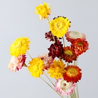 Chrysanthèmes séchés naturels frais de petite taille pour DIY, vente en gros, directement de l'usine, idéal pour un cadeau pour petite amie