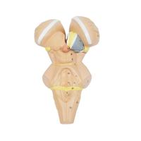 Modèle anatomique détachable du tronc cérébral et des noyaux hypophysaires, modèle pédagogique à code couleur pour l'apprentissage de la biologie