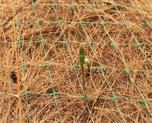 Couverture anti-érosion en fibre de <span class=keywords><strong>coco</strong></span> biodégradable NETE pour la stabilisation des sols, protection des pentes de rivières, barrages et routes - Product Image 2