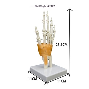 Modelo de Articulación de Mano Humana con Modelo de Huesos de Úlnica y Radio - Product Image 2