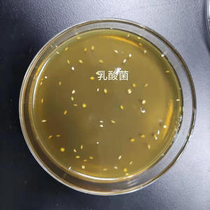 중국 공장 뜨거운 판매 액체 복합체 혐기성 젖산 박테리아 소화 촉진 수족관 수질 정화 - Product Image 3