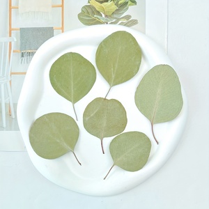 Feuilles d'<span class=keywords><strong>eucalyptus</strong></span> séchées pressées pour la fabrication de sceaux de <span class=keywords><strong>peinture</strong></span> au feu, de marque-pages, de porte-clés et d'accessoires de photographie, artisanat fait main - Product Image 2
