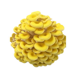 天然金针菇提取物 30% 多糖 金针菇提取物 - Product Image 2