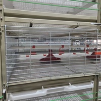 Système de cages à poulets de type H en acier galvanisé pour élevage avicole avec une longue durée de vie