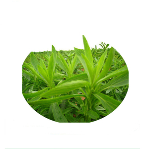 B.C.I Cung Cấp Bột Ngọt Tự Nhiên Được Chứng Nhận Hữu Cơ Hạt <span class=keywords><strong>Stevia</strong></span> SG95 <span class=keywords><strong>Stevia</strong></span> Chiết Xuất Từ Lá Khô Lá <span class=keywords><strong>Stevia</strong></span> - Product Image 5