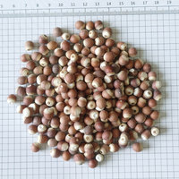 Nouvel arrivage en gros de fruits séchés Zhaoqing Gorgon, graines d'Euryale en vrac, forme de boule brisée semi-ouverte, 500g, stockage à froid et à sec
