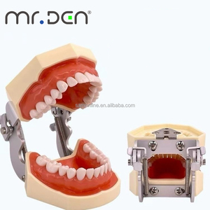Modèle d'Enseignement <span class=keywords><strong>Dentaire</strong></span> Mr.Den 28/32 Pièces, Modèle de Mâchoire Standard pour l'Enseignement, Modèle <span class=keywords><strong>Dentaire</strong></span> en Résine, <span class=keywords><strong>Appareil</strong></span> Oral pour l'Implantation, pour la Démonstration d'Enseignement, CE - Product Image 5