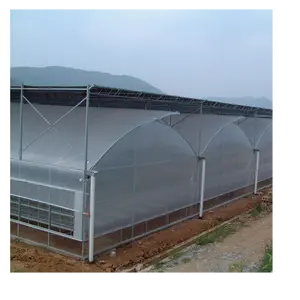 Galvanized Steel Frame Greenhouse for Cucumber and Tomato