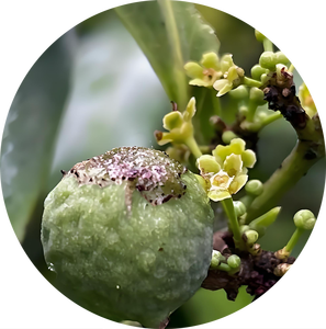 תמצית סלציה צ'יננסיס 10:1 אבקת סלציה פרינואידס תמצית ווצ'נגלונג איכותית טהורה טבעית ברמת מזון - Product Image 3