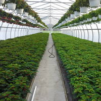 Serre agricole commerciale à tunnel unique en métal 8x30 pour légumes et tomates, à vendre pour ferme
