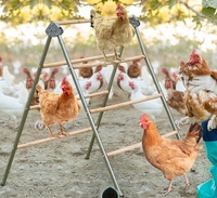 Nuevo Poste de Descanso para Gallinero, Barra de Descanso Grande para Aves, Escalera Resistente para Patos, Accesorios y Juguetes para Corrales, Galvanizado en Caliente