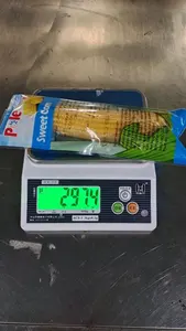 Yellow Corn Cob Vacuum Packed Non GMO Maize Sweet Waxy Fresh Corn Ready To Eat