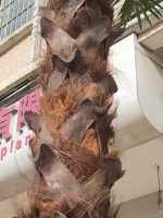 Palmiers artificiels Grand faux palmier arbre artificiel pour décoration intérieure et extérieure