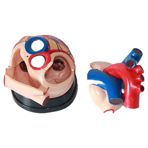 Modelo de corazón humano de PVC con aumento 5X de grado médico, 3 piezas magnéticas desmontables, modelo de corazón para enseñanza y entrenamiento médico - Product Image 3