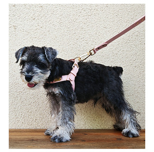 <span class=keywords><strong>Harnais</strong></span> pour <span class=keywords><strong>chat</strong></span> réglable avec logo personnalisé collier imperméable pour animaux de compagnie en cuir <span class=keywords><strong>anti</strong></span>-fuite <span class=keywords><strong>harnais</strong></span> pour chien <span class=keywords><strong>harnais</strong></span> ensemble de laisse contrôle facile - Product Image 5
