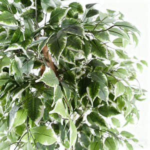 Pianta Artificiale di Ficus 5ft 6ft 7ft 150cm 180cm 210cm Albero Finto Plantas Artificiales Decorazioni in Plastica per Interni ed Esterni per la Casa - Product Image 5