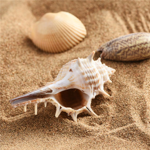 Natürliche Meeres fossilien Probe Home Aquarium Dekoration Strands chale Marine Fossilien Handwerk - Product Image 4