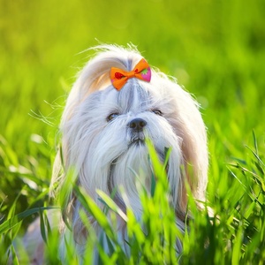 Vente flash, nœuds en ruban métallique et tissu au design sucré, pinces à cheveux adorables pour les fêtes, pinces à cheveux pour bébé fille, nœuds pour animaux de compagnie - Product Image 5