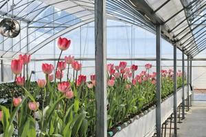 Progetto Chiavi in Mano per Serre Ecologiche con Struttura in Alluminio per Coltivazione Idroponica Verticale di Piante Medicinali - Product Image 5