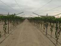 Système de treillis pour vignes de raisin de table en acier galvanisé avec tous les accessoires à bas prix