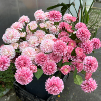 CM-TH700 de bonne qualité 3 têtes rose vif Dahlia fleur artificielle pour la décoration de mariage