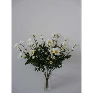 DAISY BUSH X18 60CM CR - Product Image 1