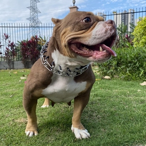 Collares de perro Martingale modernos populares, cono de Metal fuerte, acero inoxidable, entrenamiento, <span class=keywords><strong>Collar</strong></span> de Punta duradero para perro - Product Image 1