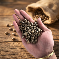 Castorzaad voor oliewinning |   Hoge olieproductie 48-52% |   Ricinus communis |   Bulkexport India
