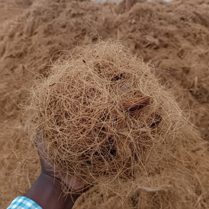 Fibra de coco natural de alta calidad para colchones, cepillos, cuerdas, esteras para cultivo, fibra de coco para mantillo, venta al por mayor de La India - Product Image 1