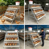 Cage à poulets en acier robuste à 48 têtes, conception de type D, longue durée de vie, système de cages en batterie pour poulailler, à vendre