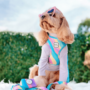 Collar de correa de perro de diseño personalizado, juego de lazos, arnés de nailon de neopreno, pecho pequeño, ajustable, correa de perro personalizada para gato - Product Image 3