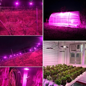 LED Éclairage Professionnel 50W 100W 150W AC110V 220V LED Réflecteur Lampe Jardin Lampe Froide <span class=keywords><strong>Blanc</strong></span> Chaud UV D'inondation Élèvent La Lumière - Product Image 2