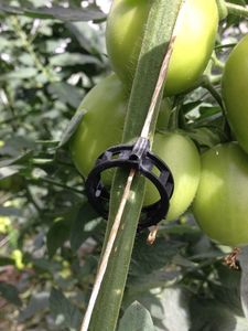 White Brown Black Color Plastic Tomato <strong>Clip</strong> Garden Supplies Plant Support Products Indoor And Outdoor Use Tomato <strong>Clip</strong> - Product Image 6