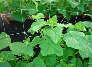 Filet de soutien pour plantes grimpantes Sugrand, filet de jardin - Product Image 1
