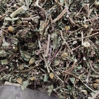 Acmella Paniculata Organik, Batang dan Daun Acmella Paniculata Kering untuk Dijual