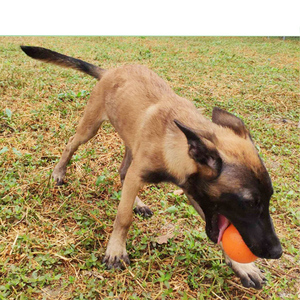 <span class=keywords><strong>Jouet</strong></span> <span class=keywords><strong>interactif</strong></span> en caoutchouc solide de 5CM pour petit chien, <span class=keywords><strong>jouet</strong></span> de morsure de Bog pour petit chien, caniche, Corgi, <span class=keywords><strong>Chihuahua</strong></span>, Bichon, Frise - Product Image 6