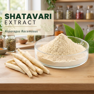 Poudre d'extrait de Shatavari (Asparagus Racemosus) Qualité alimentaire 60% Spécifications Extrait par solvant Poudre fine pour compléments alimentaires - Product Image 3
