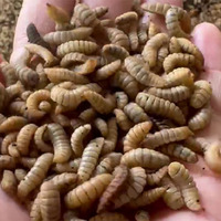 Larves de mouche soldat noire séchées entières au micro-ondes 100% naturelles, larves de mouche soldat noire à bas prix, en vente