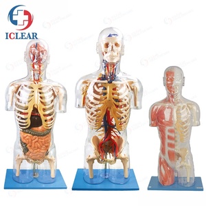 Professionnels de formation médicale, demi-corps, Torso Transparent avec corps interne et bols - Product Image 1