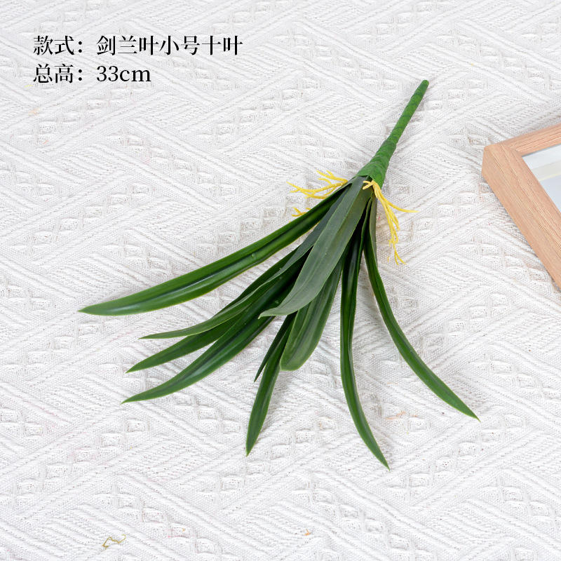 Glaïeul feuilles petites dix feuilles