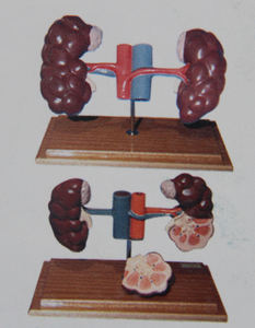 医学のための牛の正確な高度なPVC等身大自然な色の解剖学的モデル学生は動物の解剖学を研究します - Product Image 3