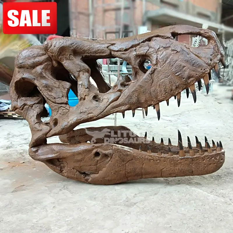 A Grandezza naturale di Dinosauri Scheletro T-Rex Del Cranio