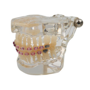 Modelo de Estudio de Ortodoncia Dental, Juego de 28 Dientes, Soportes Metálicos y de Cerámica, Resina para Demostración de Enseñanza - Product Image 3