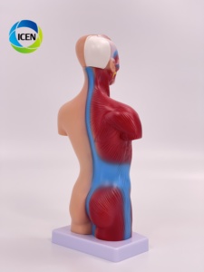 IN-M5 Science médicale 27 pièces 85cm modèle de torse <span class=keywords><strong>humain</strong></span> figure d'impression de main modèle anatomique de <span class=keywords><strong>corps</strong></span> musclé - Product Image 3