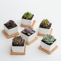 Mini pots succulents carrés en céramique de conception professionnelle avec le plateau de plantation de soucoupes en bambou