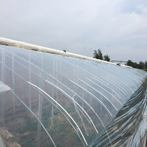 ฟิล์มคลุมโรงเรือนขายดีที่สุด ฟิล์มโรงเรือนสีเขียว หนา 200 ไมครอน - Product Image 6