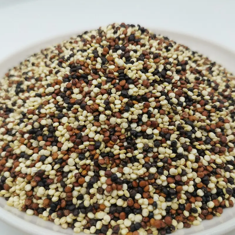 Semi di quinoa ad alto contenuto proteico di quinoa tricolore biologica in vendita