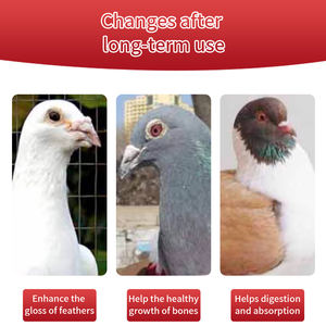 Campione Omaggio Integratore Avanzato per Piccioni 300 Compresse Vitamina per Piccioni per Migliorare Vitalità Riproduttiva Resistenza in Volo e Salute del Piumaggio - Product Image 5