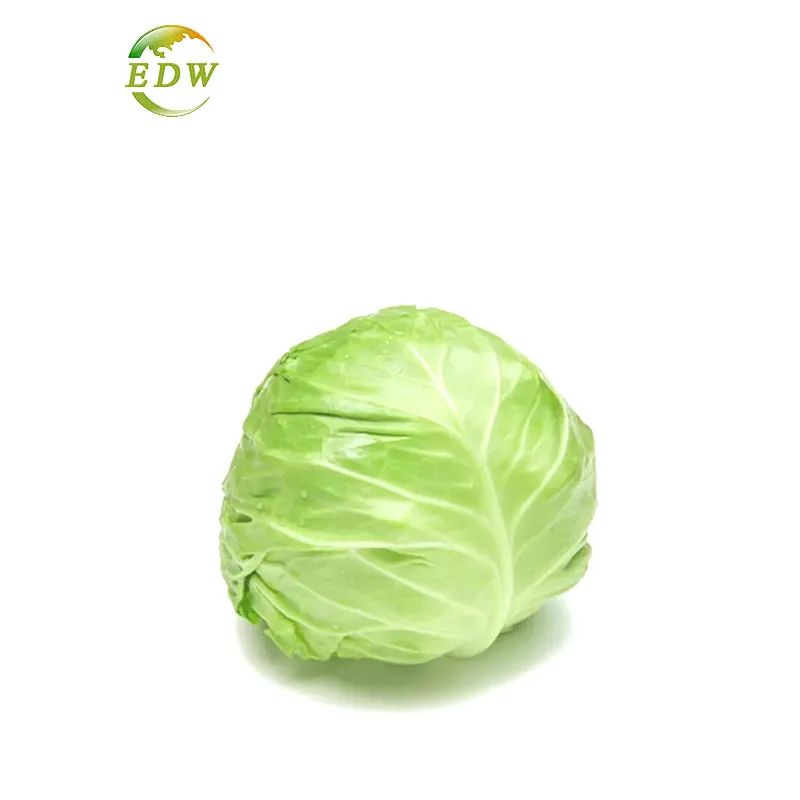 High Quality Dehydrated Cabbage White Powder Wholesale Cabbage Powder